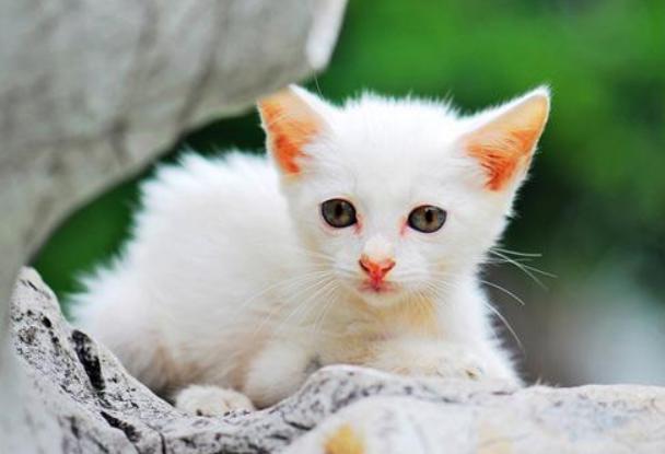 刚养猫怎么防止猫咪抓人,刚到家的小猫喜欢咬人