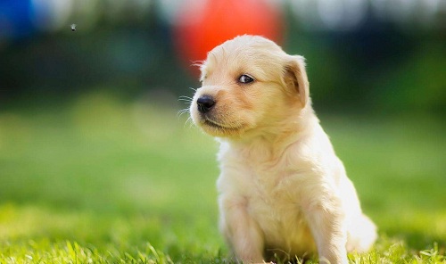 小金毛流清鼻涕是怎么回事,小金毛流鼻涕怎么回事