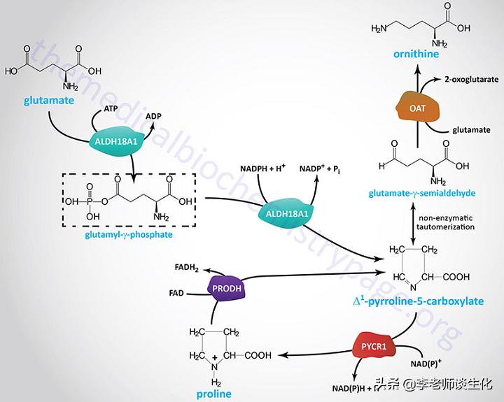 猪必需氨基酸和非必需氨基酸,人体必需氨基酸非必需氨基酸