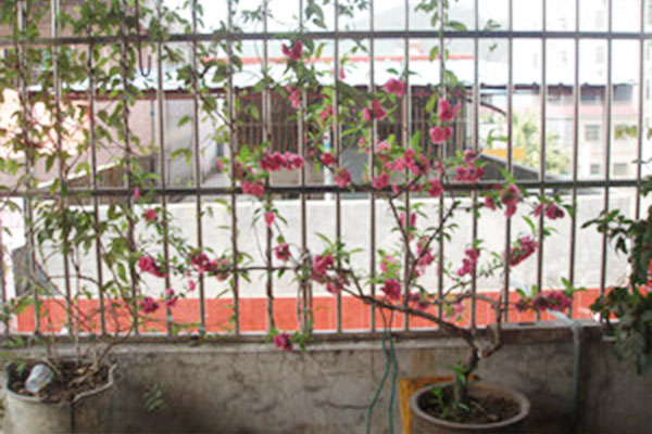 桃花盆栽很好养!瓦盆砂土长势旺,过冬冻一冻花更多!