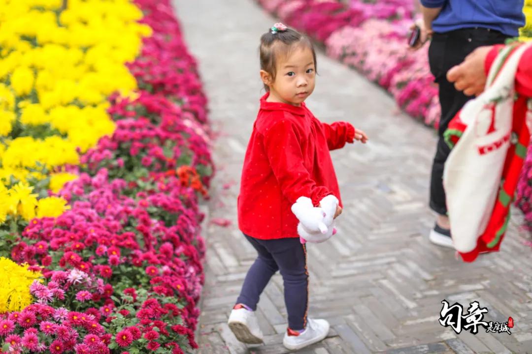 兴化千垛菊花海,广州海心沙菊花海