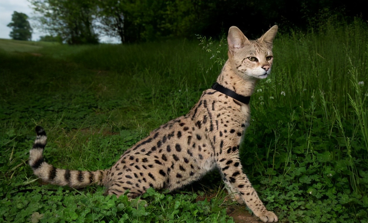 最凶残的猫排名第一,猫凶残吗