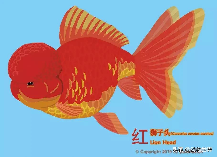 狮子金鱼品种,红头狮子金鱼