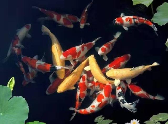 第一次养锦鲤怎么养,新手养锦鲤需要多大的缸