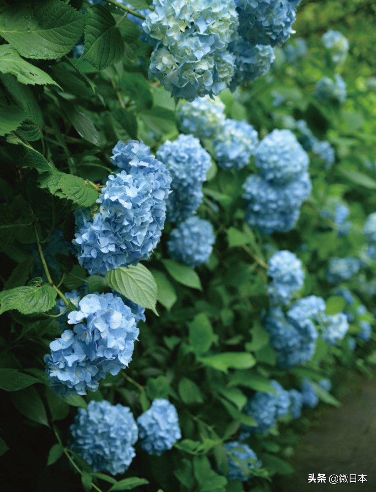 镰仓必去的景点,日本镰仓景点线路图