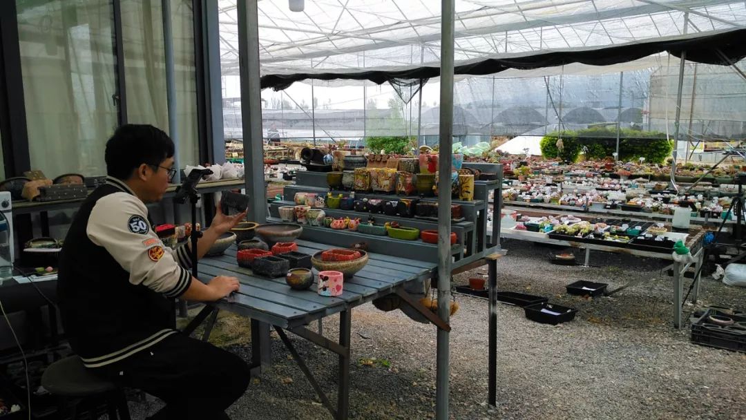 直播卖多肉上百元,小伙卖多肉年入百万