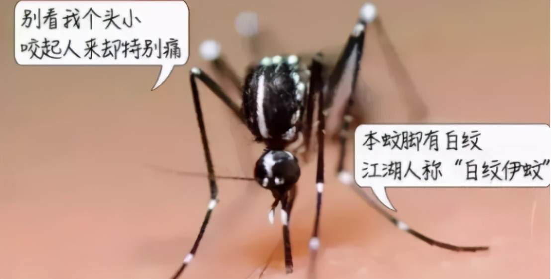 小女孩被蜱虫咬了险丧命,孩子被毒虫咬了怎么办