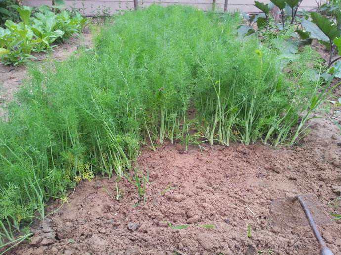 小茴香怎样种植出苗最快,小茴香怎么种植才能长得高