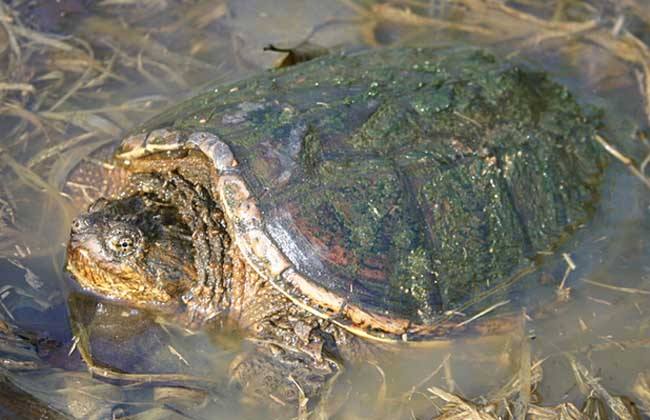 龟中之王棱皮龟,北美拟鳄龟野生龟视频