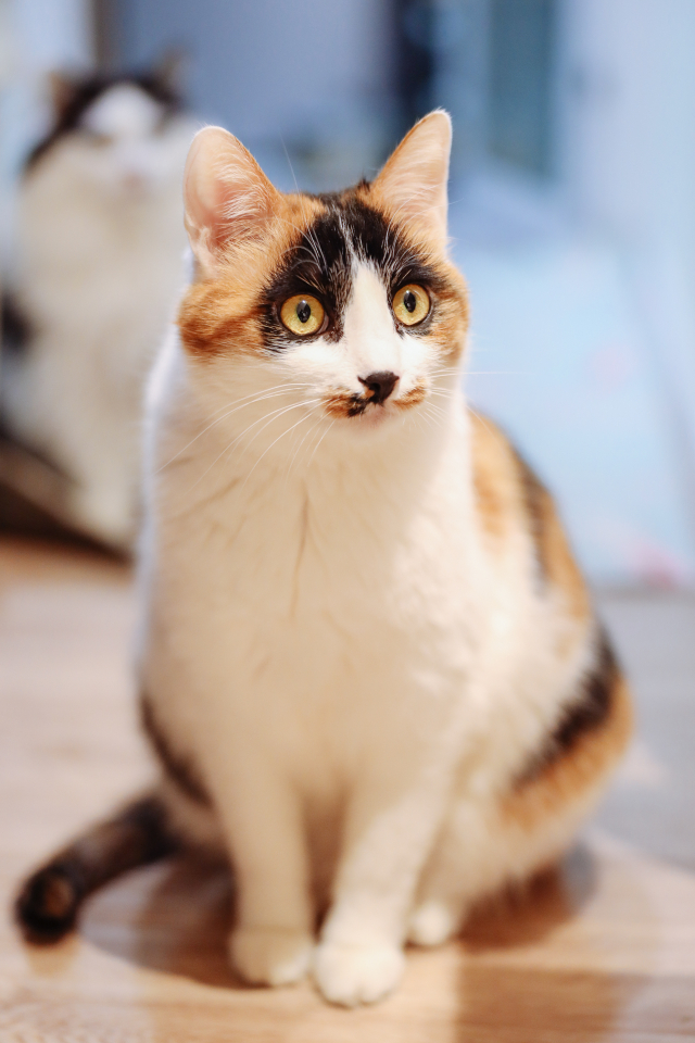 佳能rf70200f2.8和f4哪个好,佳能rf15-35f2.8测评