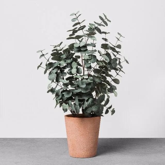 尤加利庭院,冷郁气质怎么形容