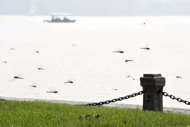 蜻蜓有什么特别的现象,很多蜻蜓飞是什么征兆