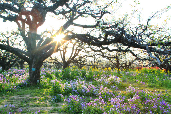 春游江淮请你来滁州版,春游江淮等您来