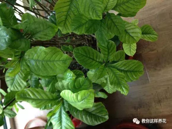 花儿叶子发黄是怎么回事,花儿叶子发黄枯萎萎蔫