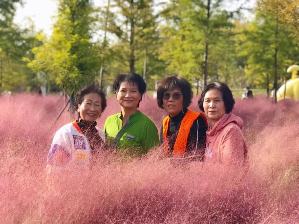 洛阳粉色花海,洛阳近郊惊现绝美花海