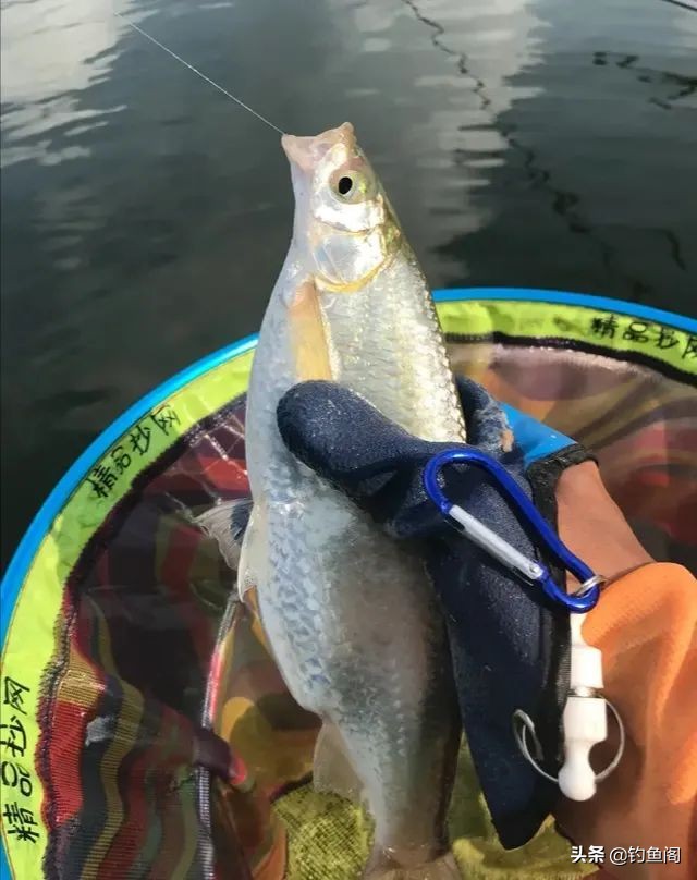 小杂鱼到底能长多大,小杂鱼长得比你想象中的大
