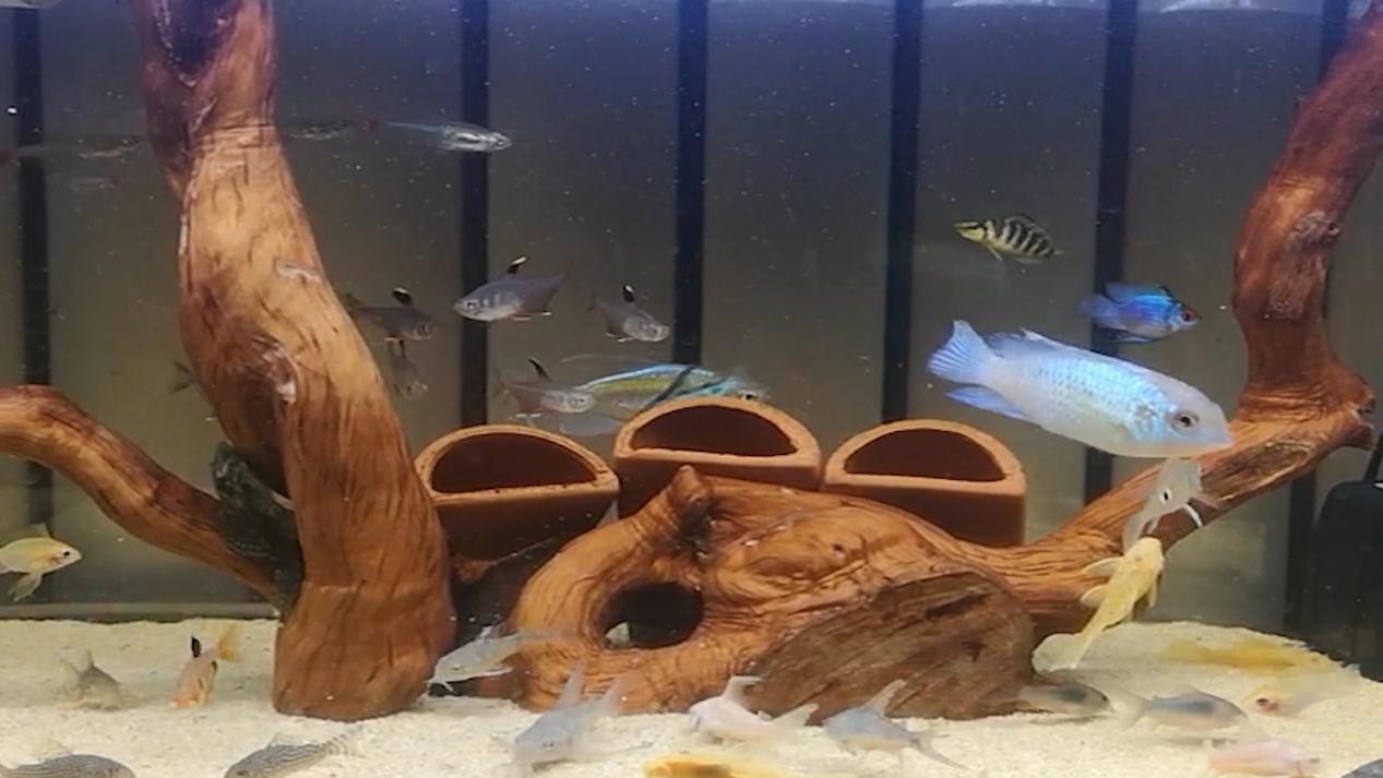 出差三五天小鱼缸里的鱼怎么办,假期出行鱼缸里的鱼怎么办