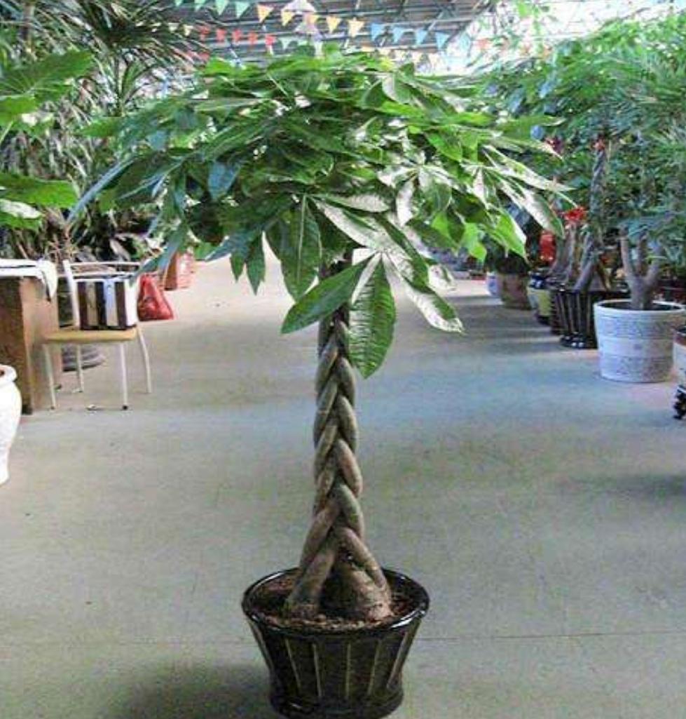 冬天冻伤的发财树春天还会长吗,发财树如何防止霜冻