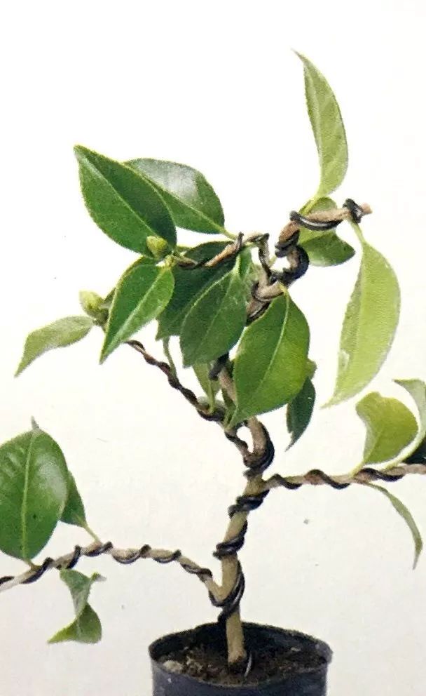 盆景粗枝拿弯的造型,盆景造型细长直杆