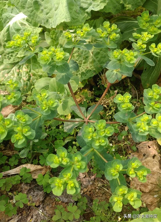 路边长得像野草的草叫什么名字,路边常看到的野草