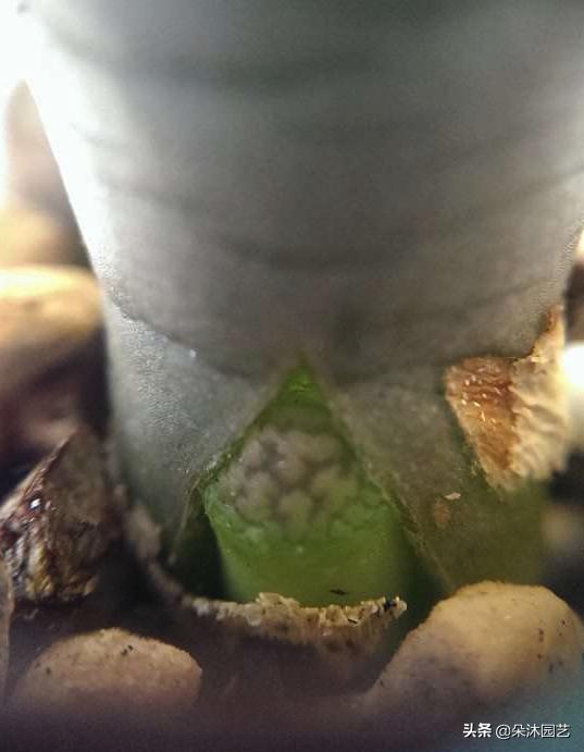 生石花初学者,生石花植物科普解说