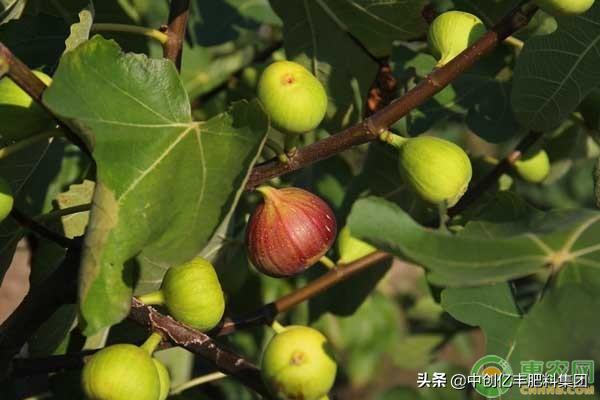 无花果高产方法,无花果高产修剪方法