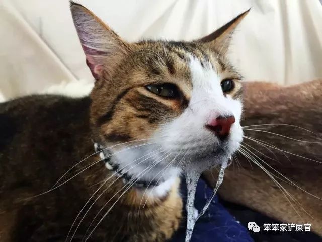猫感冒吃感冒灵颗粒可以吗,猫感冒吃土霉素可以吗