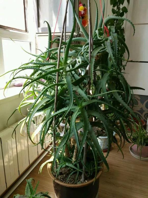 三种花插花技巧视频教程,三种花的教程