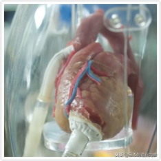 日本制造业巨头现状,日本大型制造业工厂有哪些