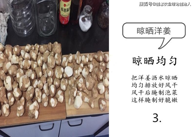 盆栽洋姜的方法,家庭种洋姜的正确方法