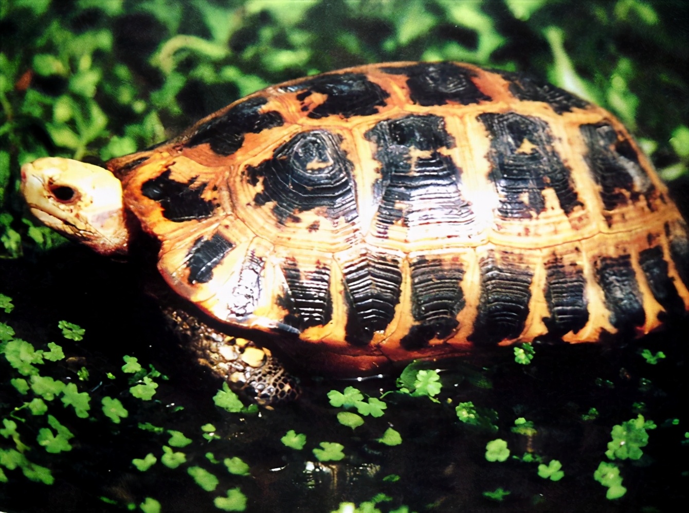 龟类纪录片,龟类图片