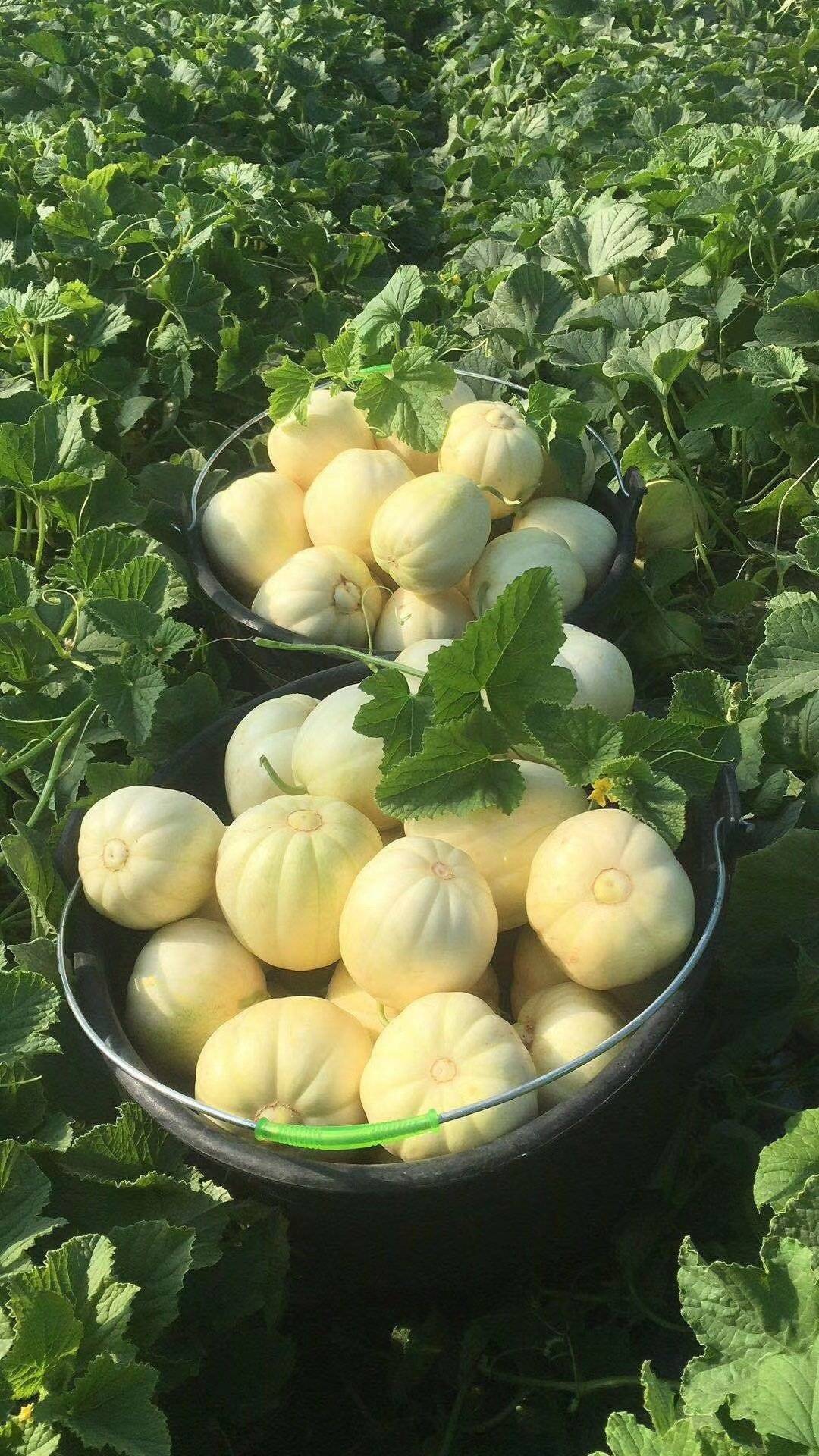 香瓜种植技术与管理,香瓜种植技术与管理方法教程视频