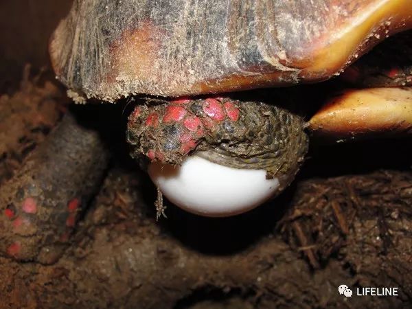 红腿陆龟怎么养活,新手养红腿陆龟准备什么