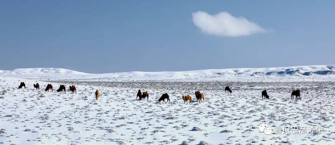 戈壁红驼，乌拉特草原上的珍珠