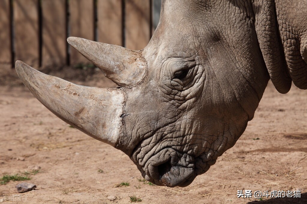 草原上10头狮子猎杀野牛场面激烈,野牛为什么敢顶狮子却打不赢鬣狗