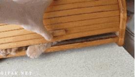 为啥有些猫不爱叫,为什么有的猫不爱喵喵叫