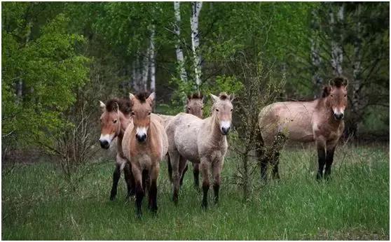 辐射区的现状,辐射区的故事未解之谜