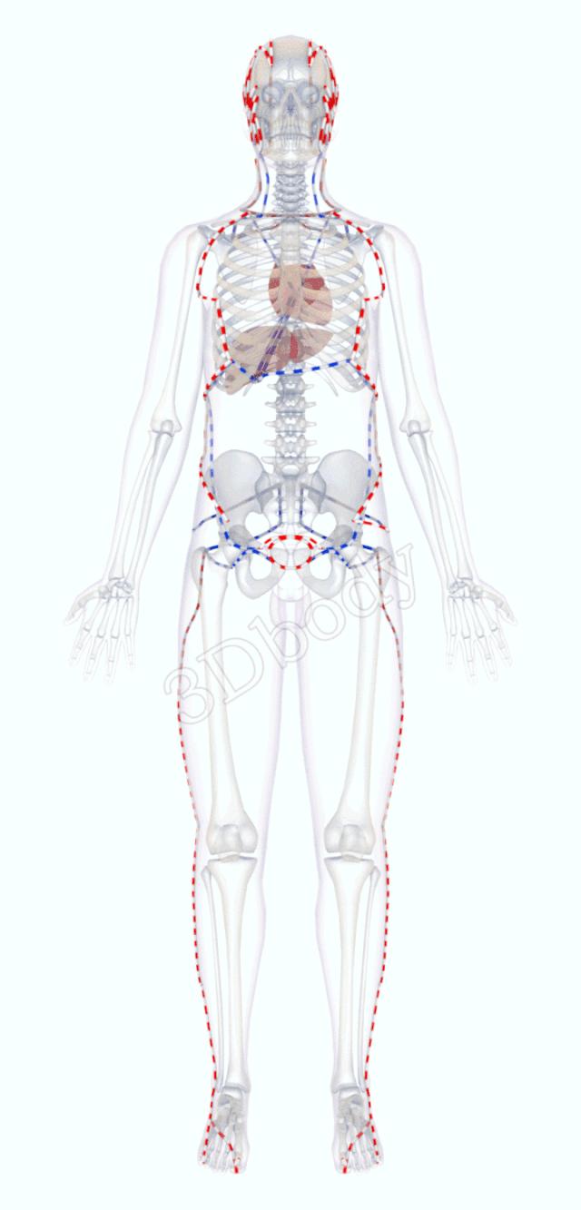 3d十四经络动态循行图,经络图3d动态图三焦经