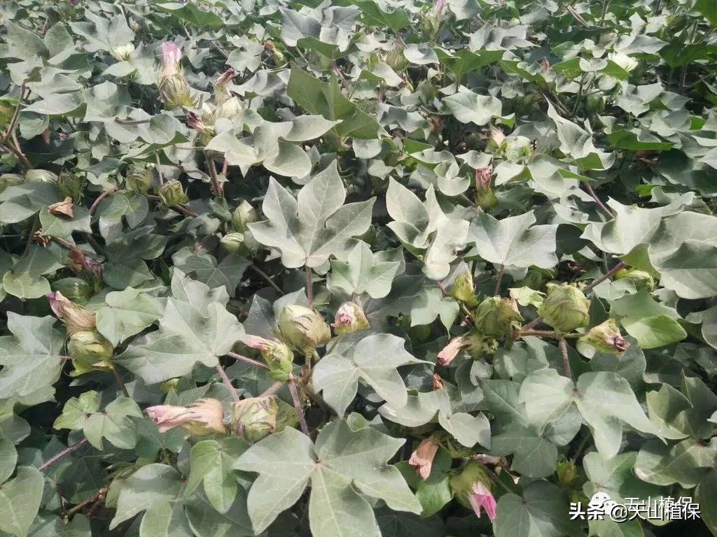 棉花后期防早衰的方法,棉花早衰的表现