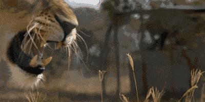 唯一能和狮子抗衡的动物,唯一敢和狮子正面硬刚的动物