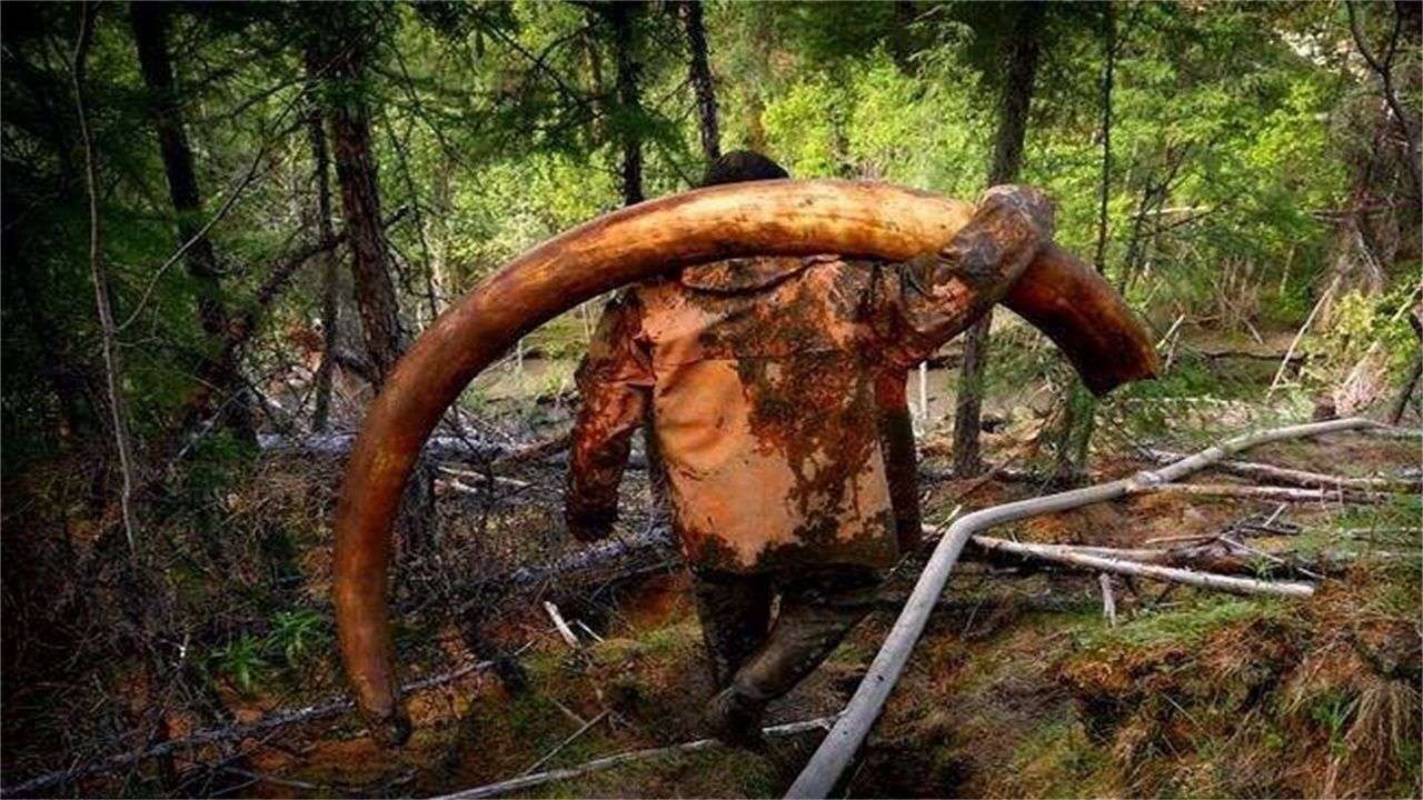 猛犸象带来什么病毒 (史前猛犸象被冰冻)