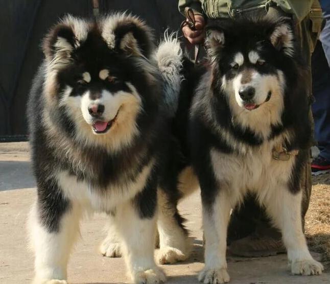 阿拉斯加吃什么狗粮比较好,阿拉斯加吃什么狗粮便宜