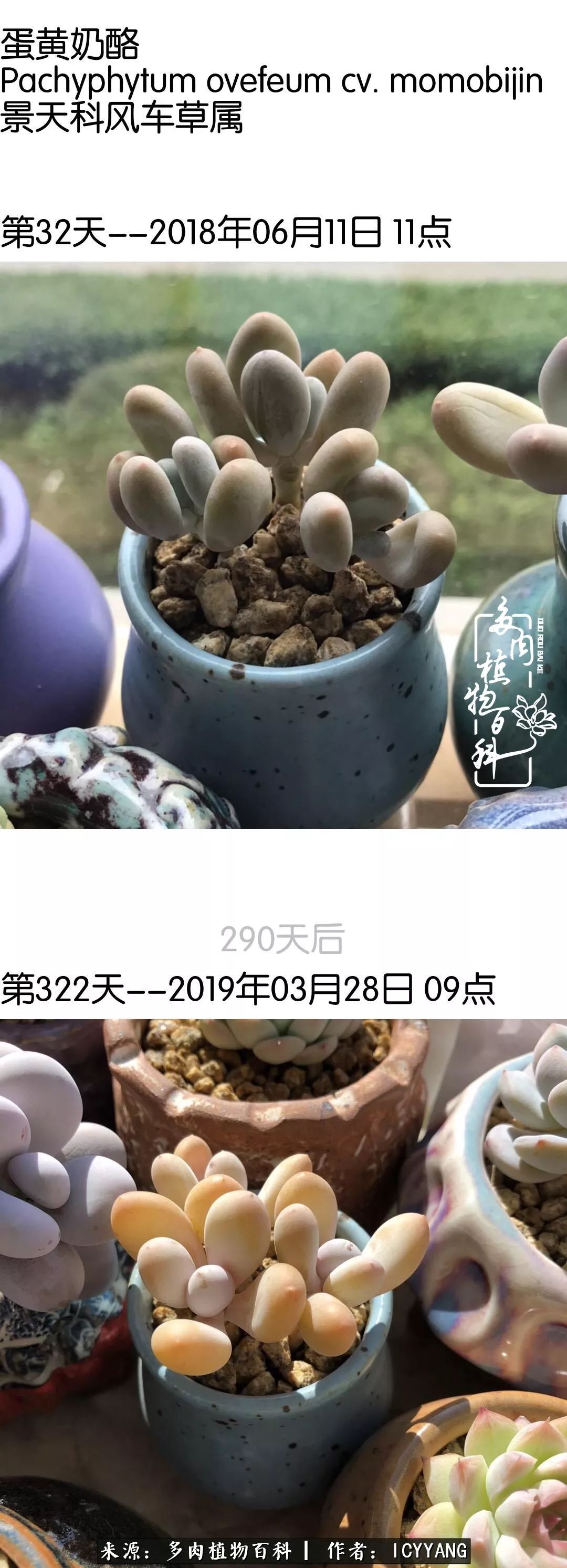 室内阳台多肉的养护方法,景天多肉养护