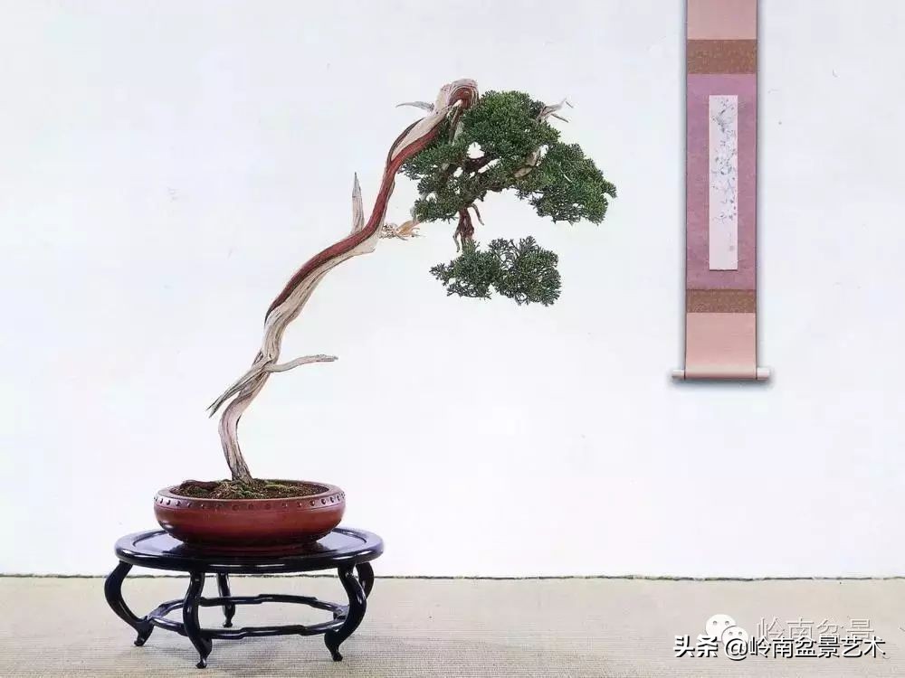 素仁格与文人树，你怎么看？