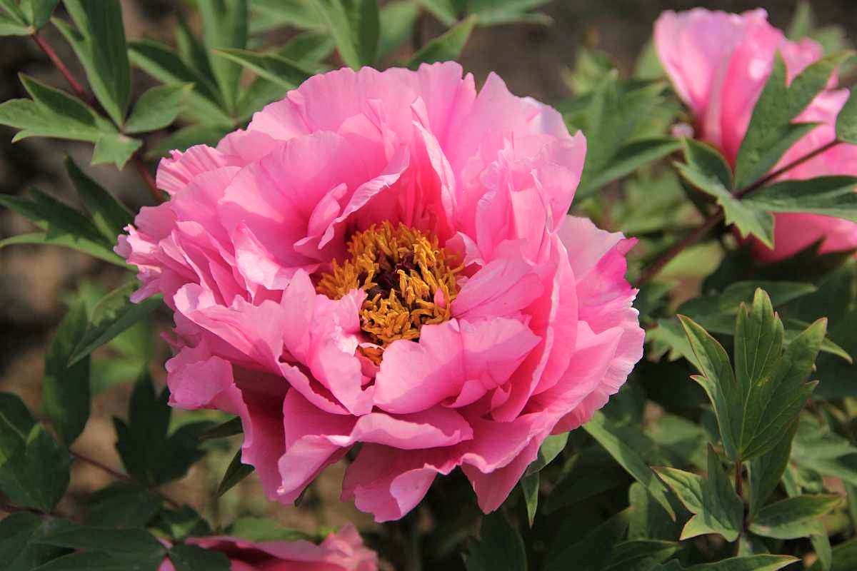 圆珠笔画牡丹教学,圆珠笔画牡丹的画法