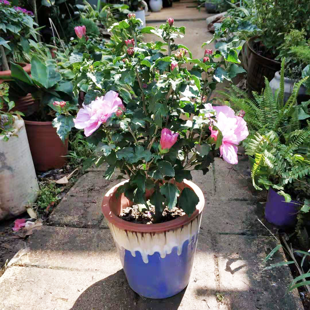 人养花花养人下句,什么花好养活又好看还可以吃的