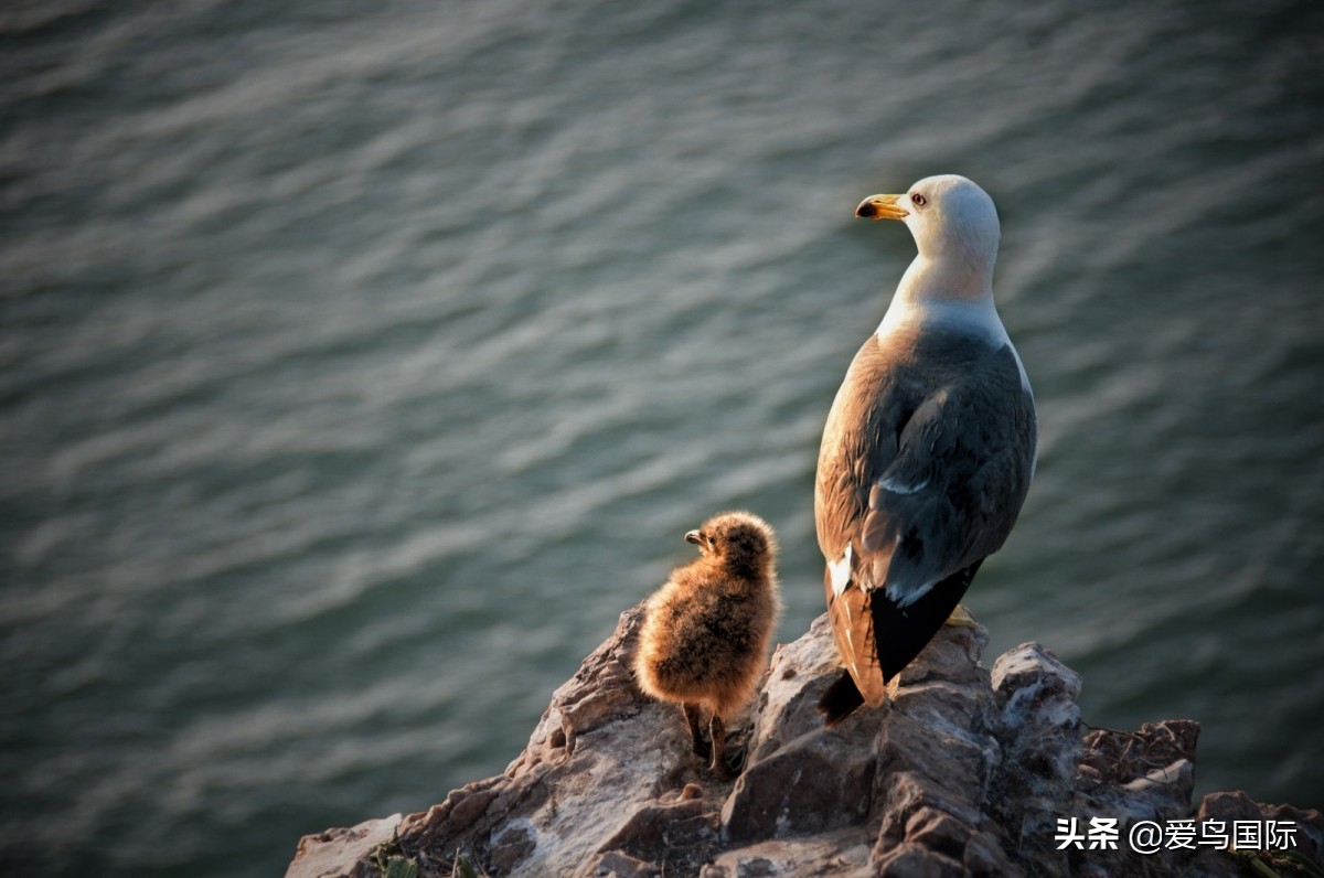 观鸟大年,观鸟大年免费