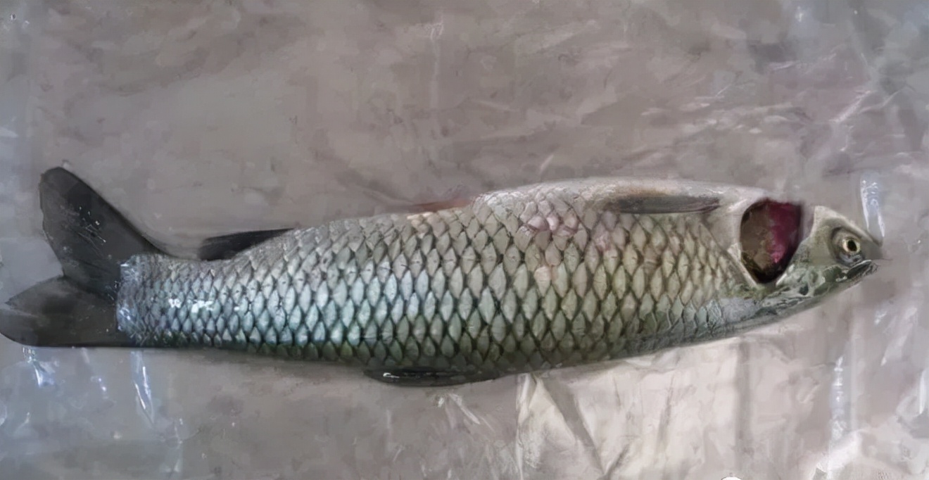 水产养殖鱼掉鳞死亡,钓到大草鱼死了该怎么处理