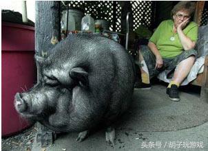 动物救人真实事件,4个动物救人的真实事件