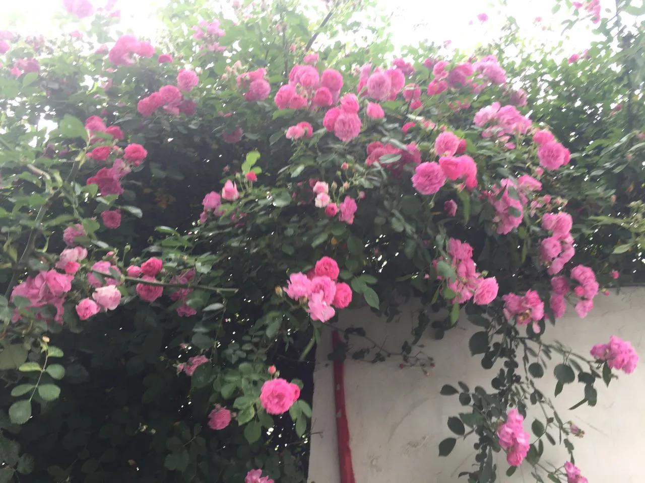 为何蔷薇带刺？看蔷薇姑娘如何智斗沈虎？